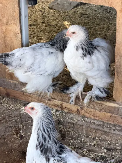 Brahma WSC