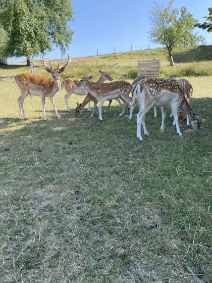 Damwild abzugeben