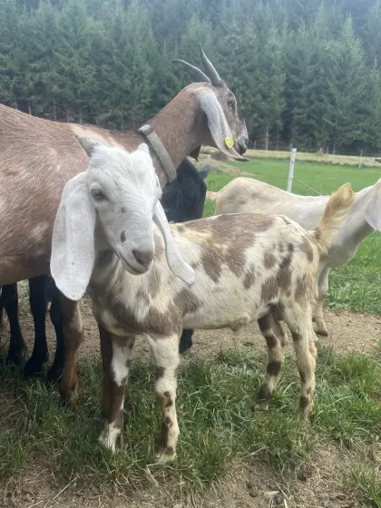 Anglo-Nubier-Herdbuchkitze und Bündner x Nubier Kitze