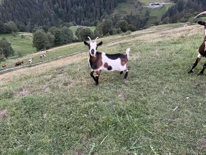 Tauernschecken-Kitz, weiblich, Ziegen