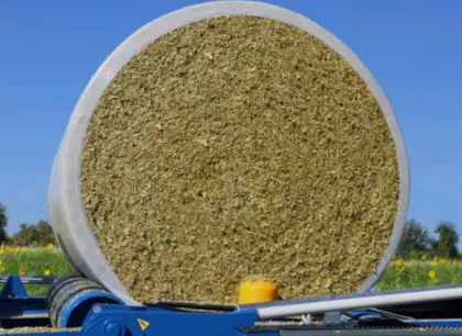 Maissilo-Ballen, Maissilage