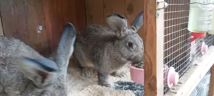Kaninchen