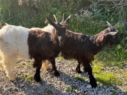 Walliser Schwarzhalsziege, 2 Kitz weiblich