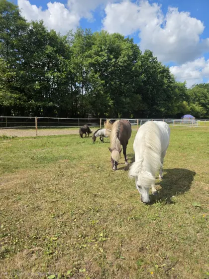 Gesucht: Wiese, Koppel, Offenstall zur Pacht, Kauf