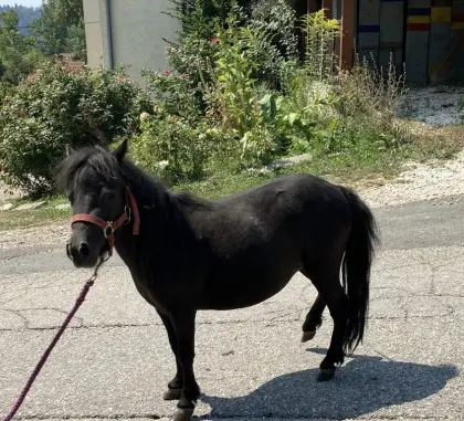 Minipony Hazel