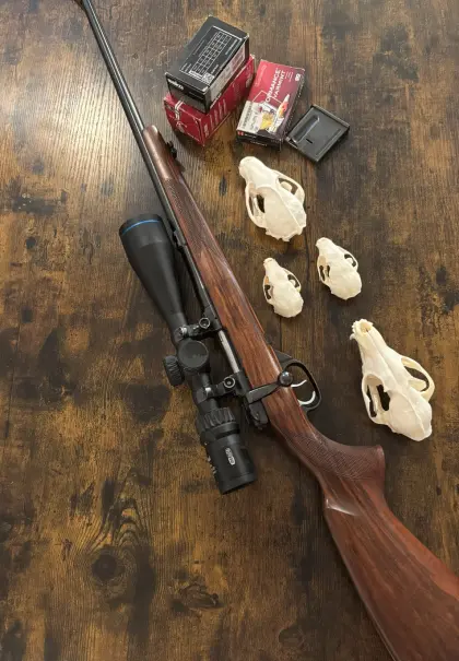 CZ Fox 223