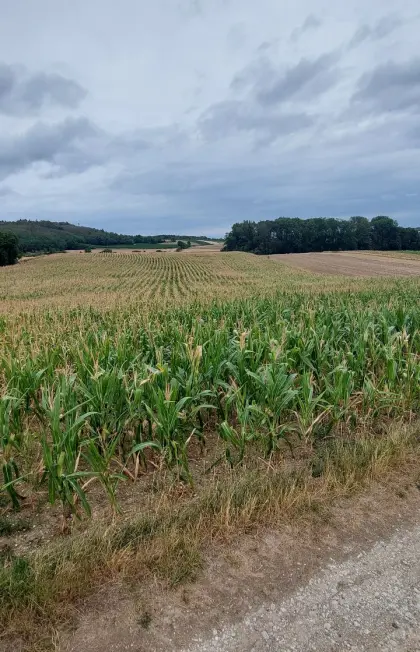 Mais, Silomais ab Feld