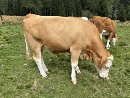 Hochträchtige Bio-Heumilch-Kalbin