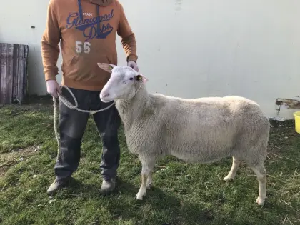 Milchschafwidder