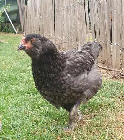 Junghahn Lavender Auracana, Ameraucana