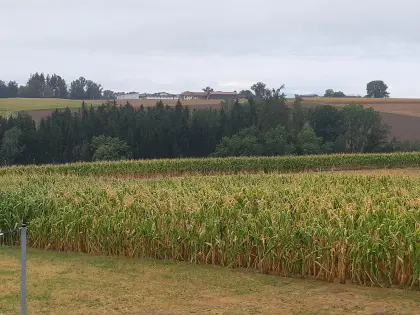 Mais ab Feld zu verkaufen, Raum Wels-Land, Nutzung flexibel, Pioneer P83462