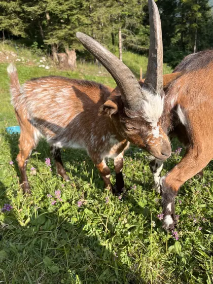 Aosta Kitz, weiblich