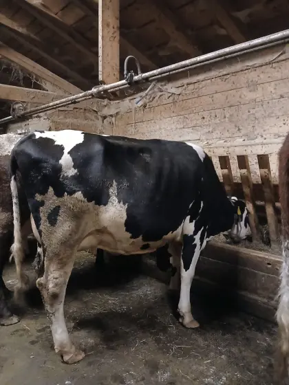 Holstein-Kuh