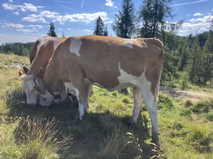 Biokalbin trächtig