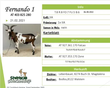 Steirischer Scheckenziegenbock Fernando