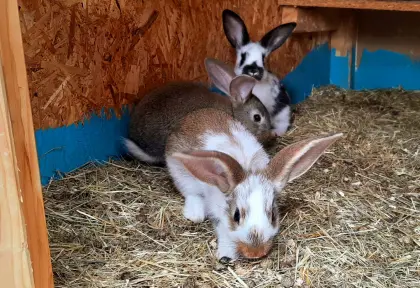 Deutscher Riesenscheck-Mix-Kaninchen