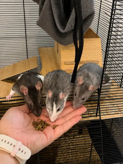 Ratten