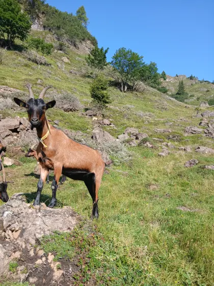 Pinzgauer Ziege 1,5 Jahre