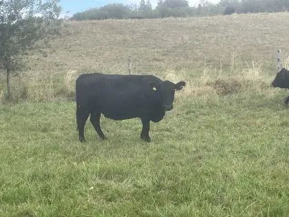 Verkaufe trächtige Bio-Galloway-Mutterkuh