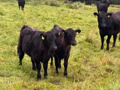 Bio-Galloway-Kalbinnen