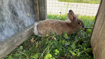 Zwergkaninchen