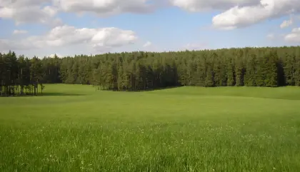 Suche Wiese zum Mähen