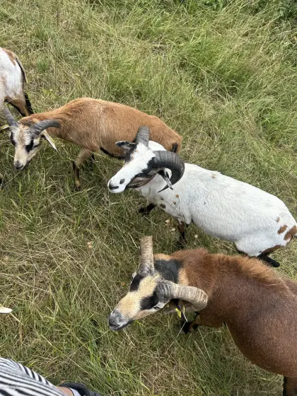 Kamerunschaf-Bock