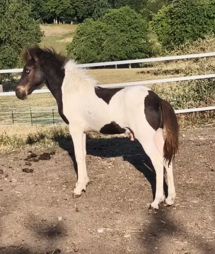 Isländer Hengstfohlen