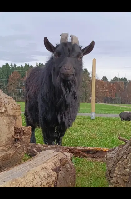 Zwergziegenbock Paul