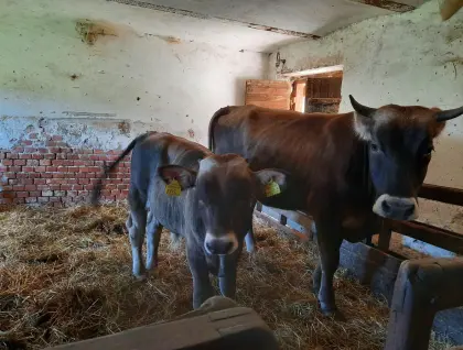 Reinrassiges Karpaten-Braunvieh-Stierkalb zu verkaufen