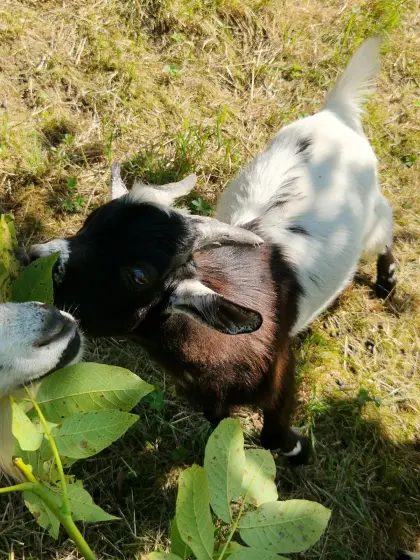 Zwergziegenbock
