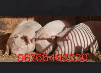 Schweine