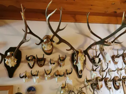 Sammlung Geweihe
