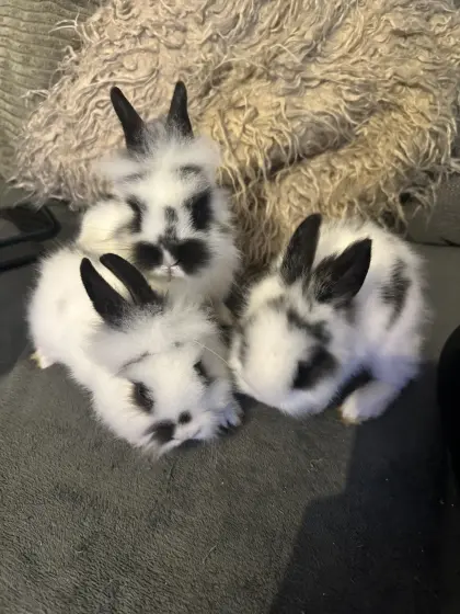 Kaninchenbabys