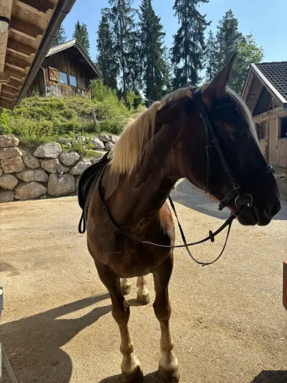 Kohlfuchs Norikerstute