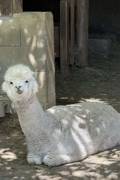 Alpakas