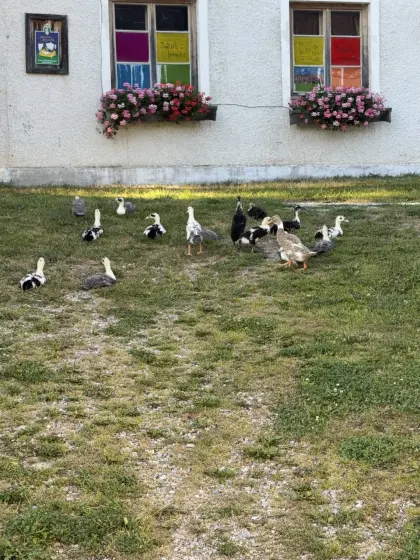 Laufenten