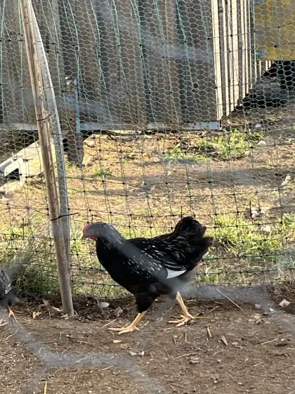 Barnevelder SSDG