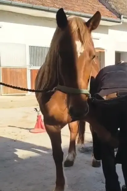 Fuchs-Stute zu verkaufen