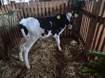 Holstein Stierkalb