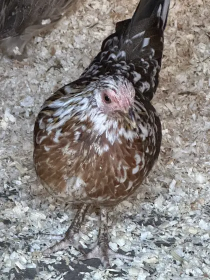 Serama europäisch