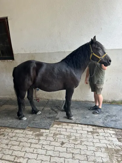 Haflinger-Mix