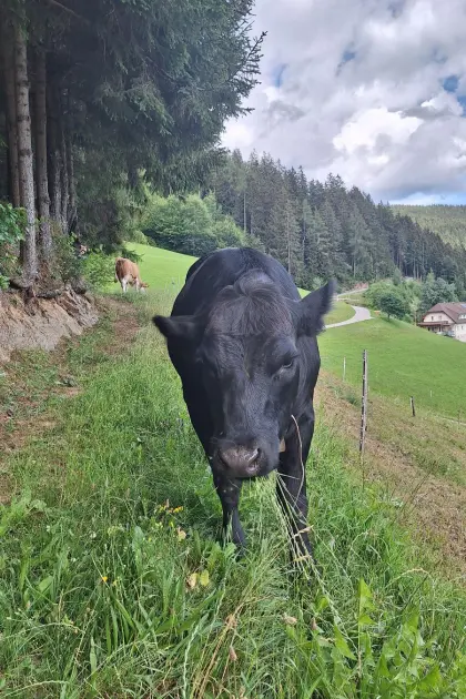 Verkaufe FV/Angus Kalbin