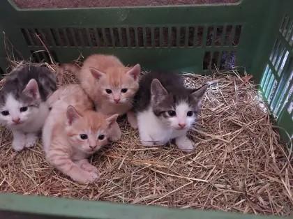 Abgabe Mitte September, verkaufe 4 europäische Kurzhaar-Katzen