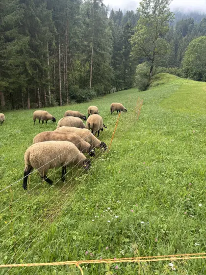 Suffolk Lämmer