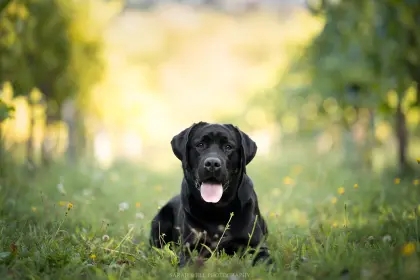 Labrador-Deckrüde mit FCI-Ahnentafel