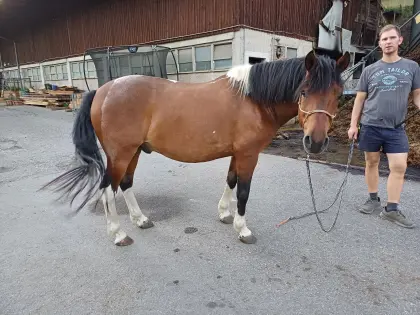 Reitbeteiligung