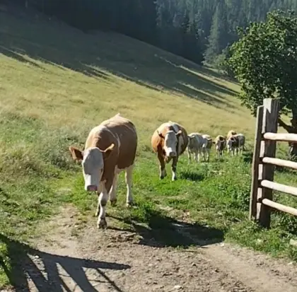 Fleckvieh-Kalbinnen trächtig