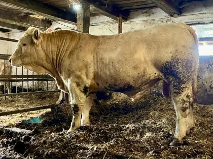 Charolais-Zuchtstiere