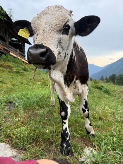 Pustertaler Sprinzen Stierkalb